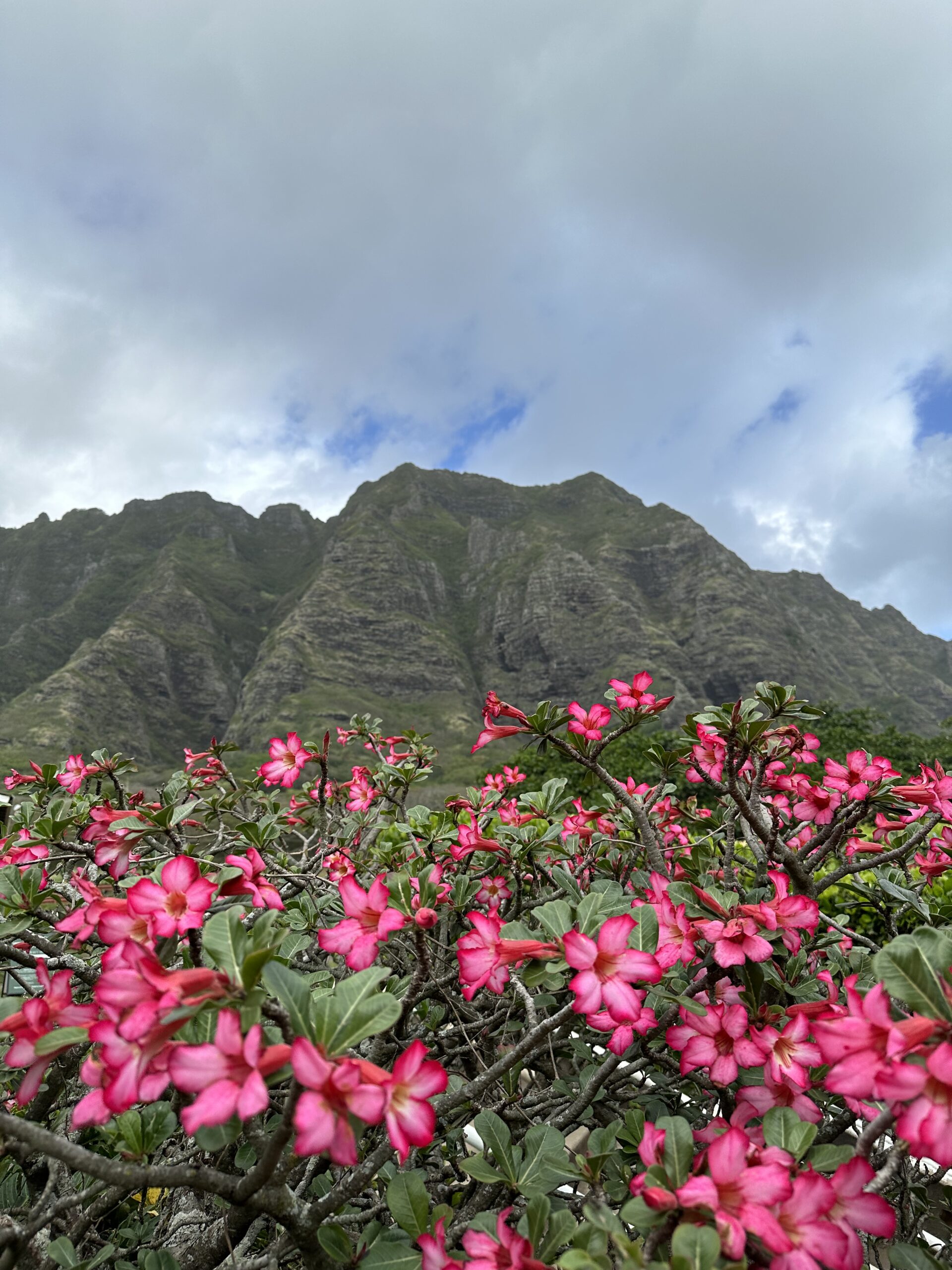 A46E8863 1935 4546 A4E5 8A3B261863CA