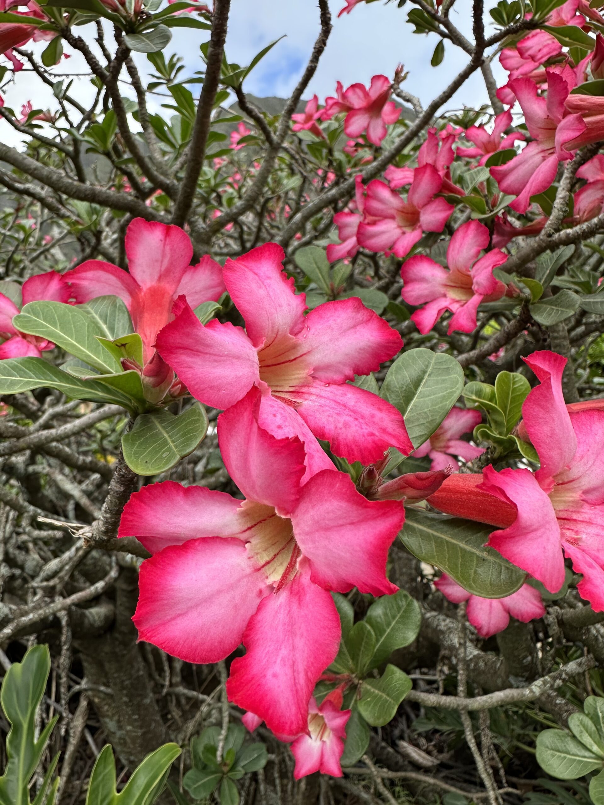 A713D40B 7606 48D2 BD7B 09AEF2387E63