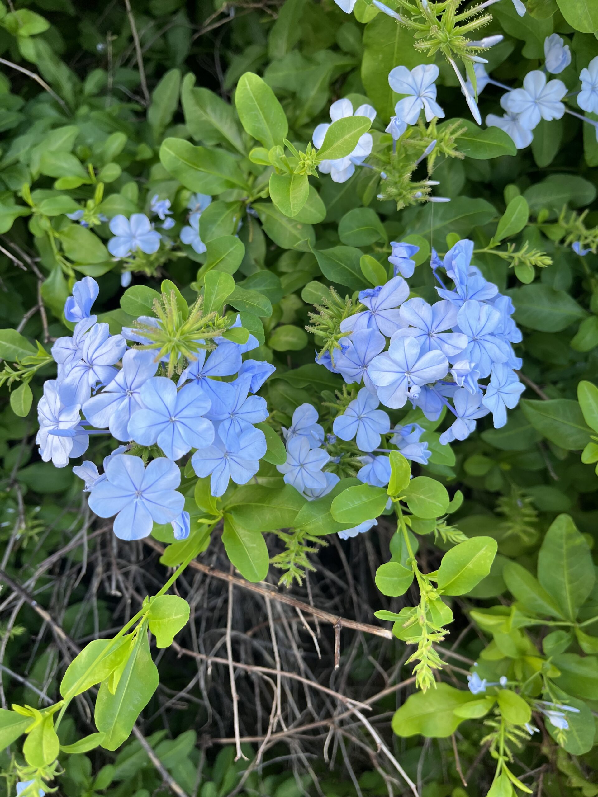 C4A37D65 75F4 453D BB69 C3FF41453AAE