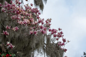 2026PC Charleston 05492