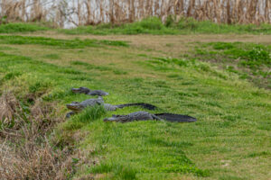 2026PC Charleston 05511